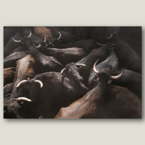 Bulls - Eva Faché