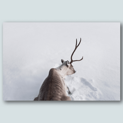 Reindeer - Eva Faché